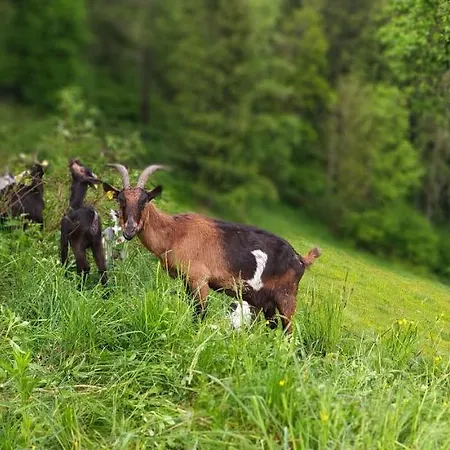 Kmetija Pecnik Apartament Prevalje