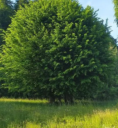 Kmetija Pecnik * Prevalje