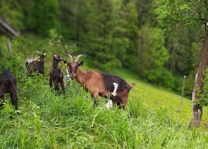 Kmetija Pecnik Apartman Prevalje