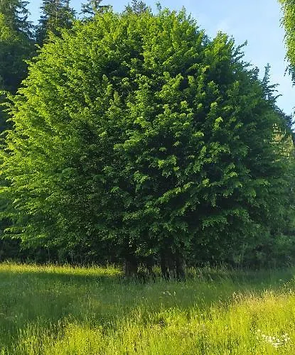 Kmetija Pecnik * Prevalje